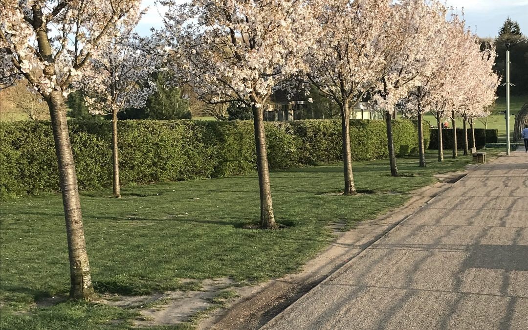 The Reigate Priory Park restoration
