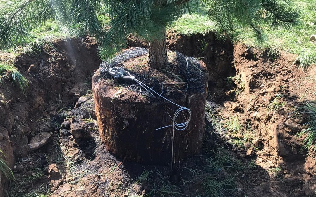 Had a great morning demonstrating the installation of our rootball anchors with Barnet council.