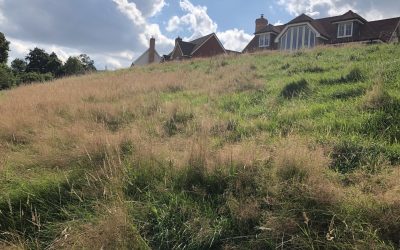 Hartenoak rd, Hawkhurst- Re-vegetated (10)