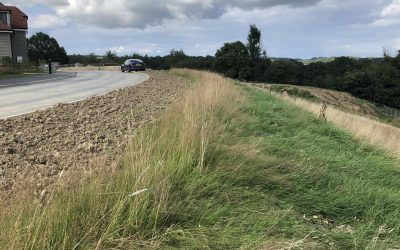 Hartenoak rd, Hawkhurst- Re-vegetated (6)
