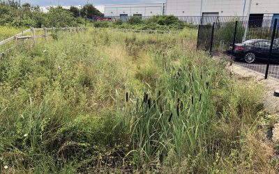 Mercede Benz Channel Slope - Re-vegetated (1) Revegetated drainage channel
