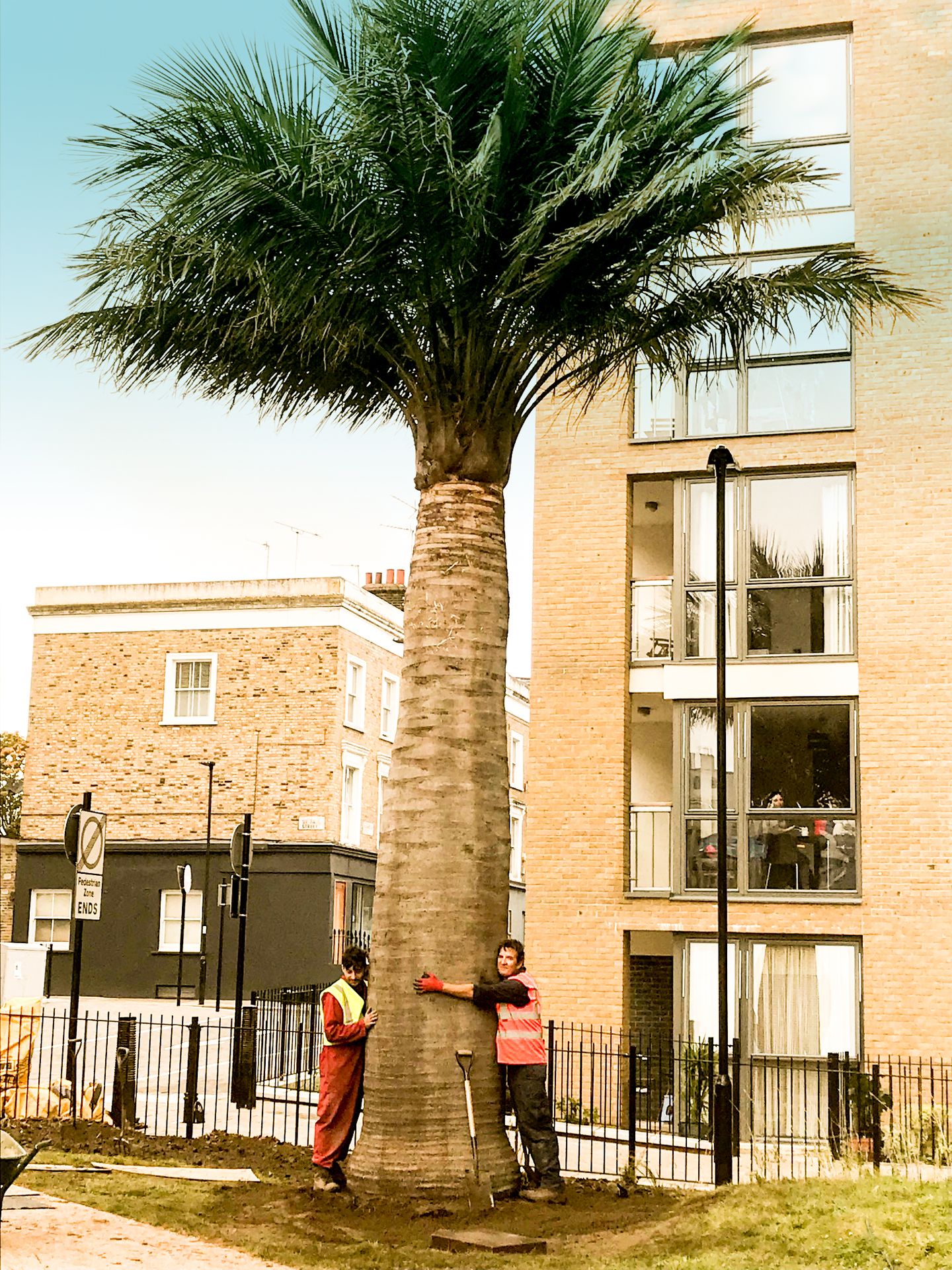 Packington Estate 01a enhanced Workers planting a large palm tree next to residential buildings in an urban area.