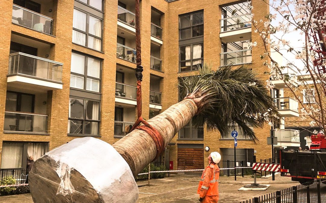 National Tree Week – 25/11/24