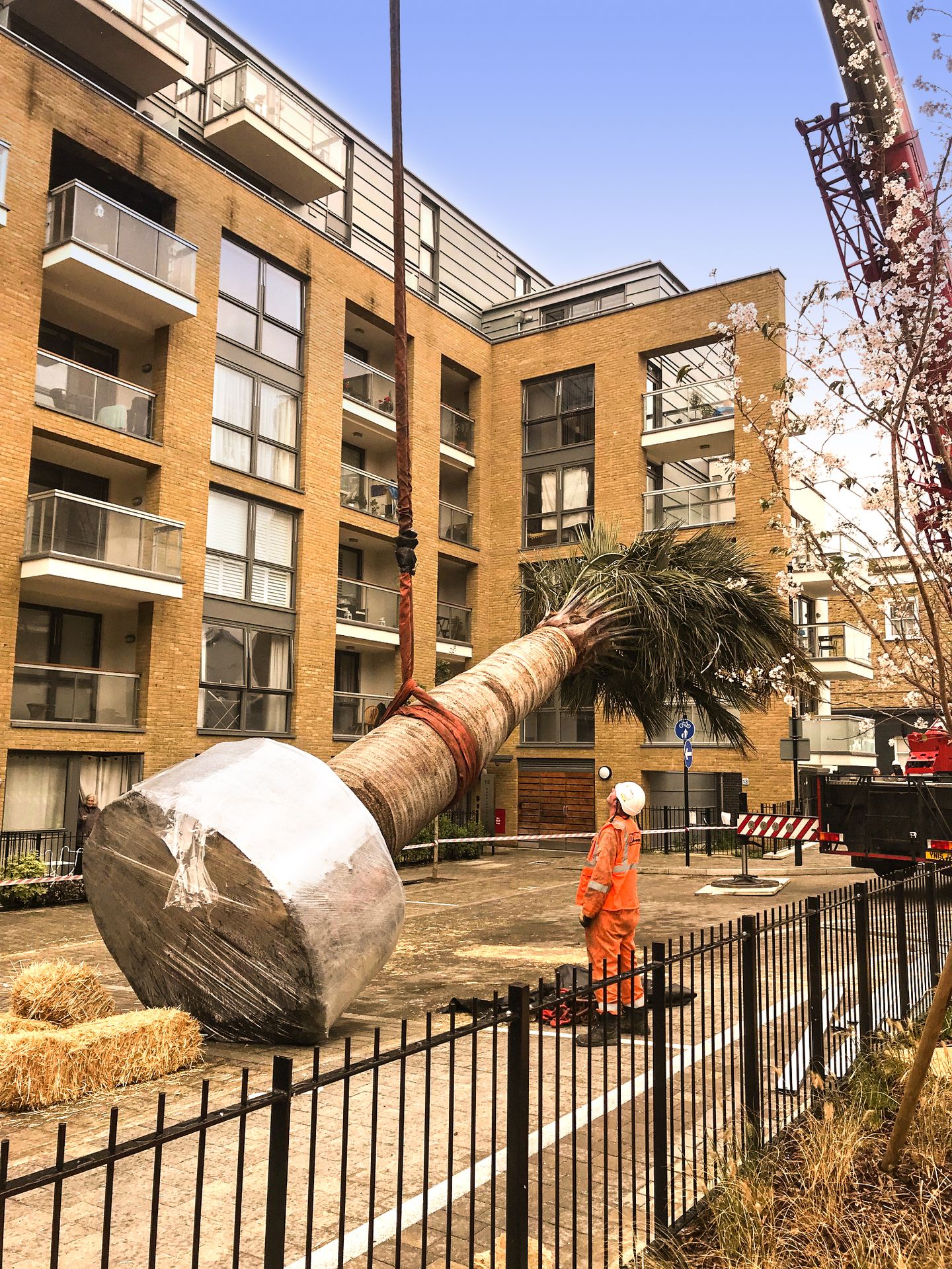 Packington Estate 02 enhanced Crane hoisting a large palm tree with a worker supervising in a residential street.