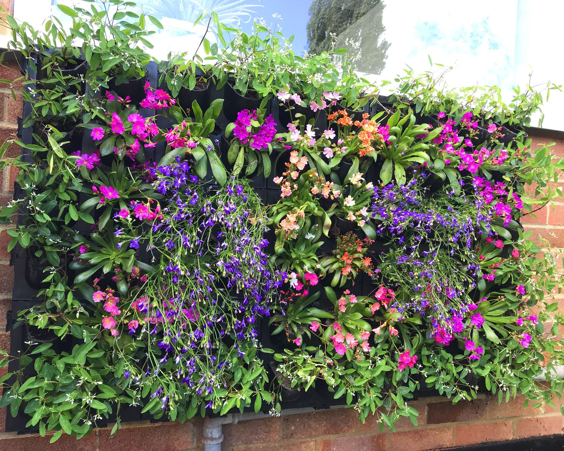 02 - image Colourful living wall using Platipus