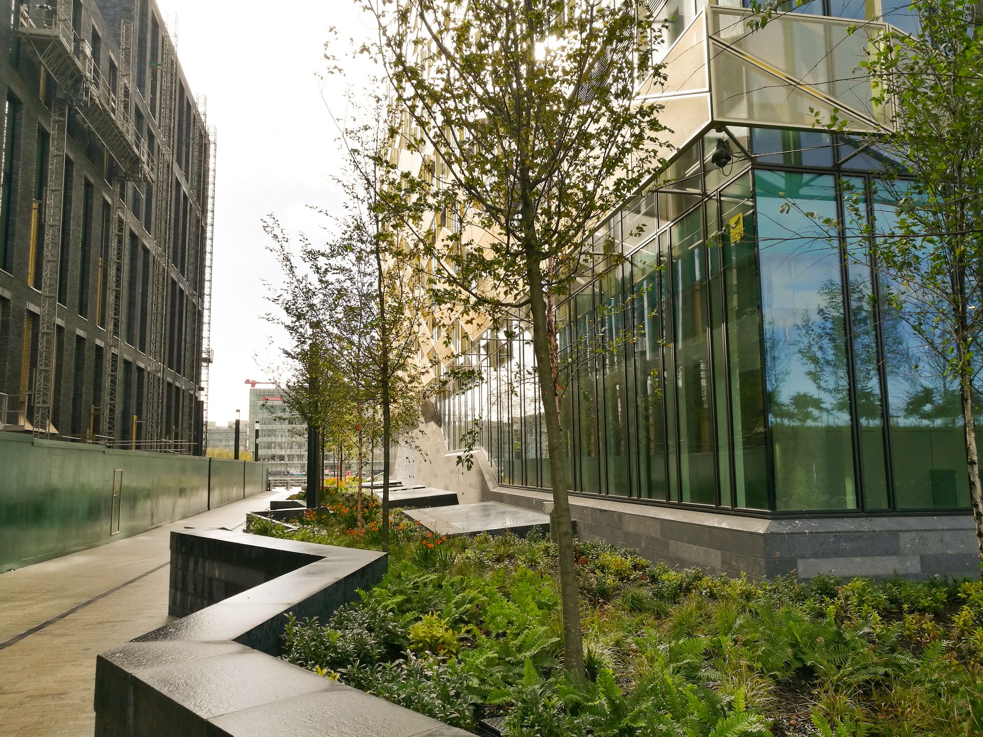 Trees anchoring using Platipus Earth Anchors at the Central bank