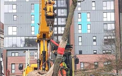 Union-Terrace-Gardens-Tree Union Terrace Gardens Installing Tree