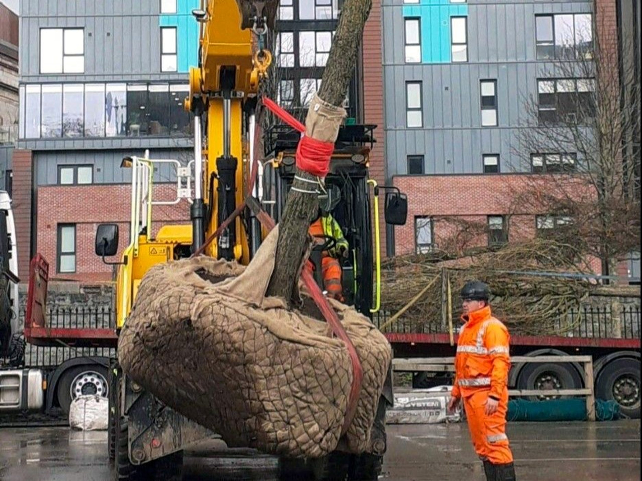 03 - 1649700964369 - Enhanced - Cropped semi mature tree being transported by telehandler